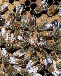 Bee Numbers Increase, But is it Enough?